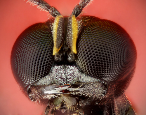 Square-Headed Wasp  